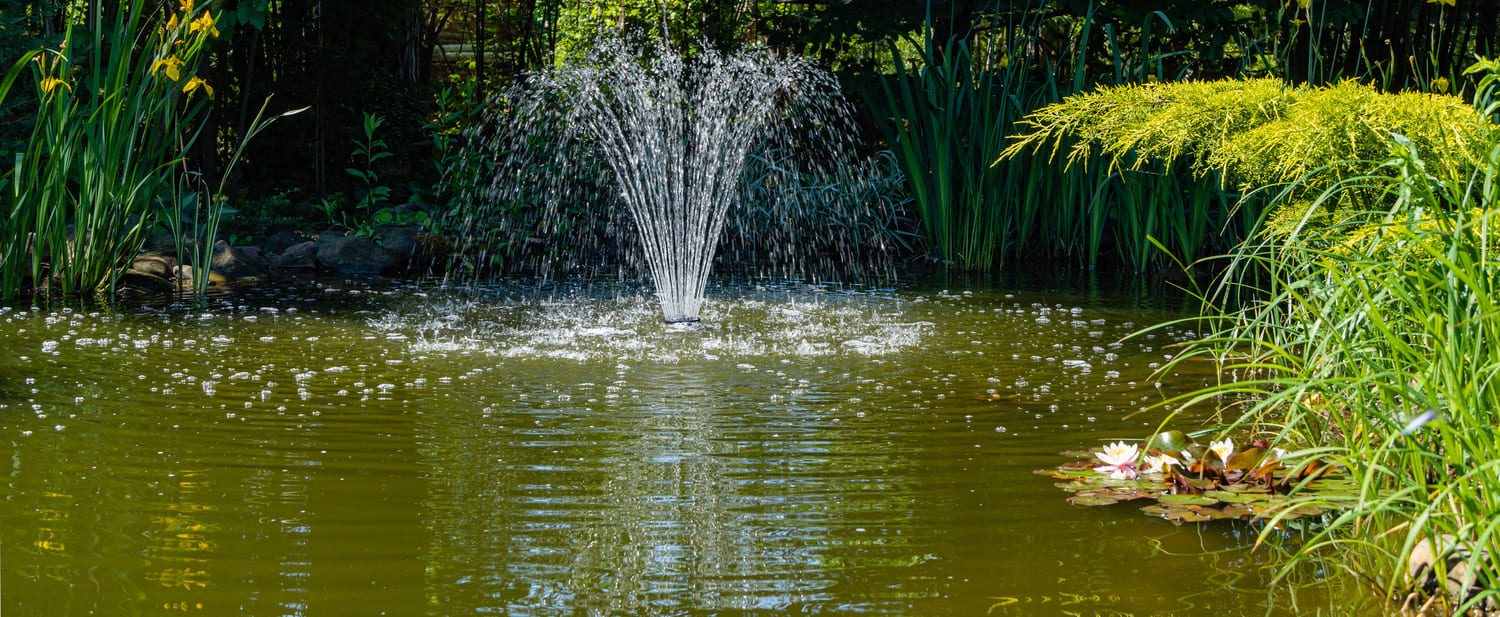 Du Rêve au jardin -Création de bassin
